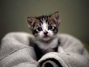 selective focus photography of grey tabby kitten on grey cushion
